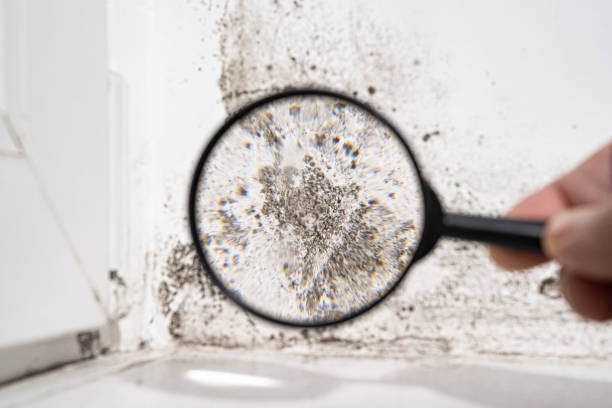 Best Residential Mold Inspection & Testing  in Glenmont, MD